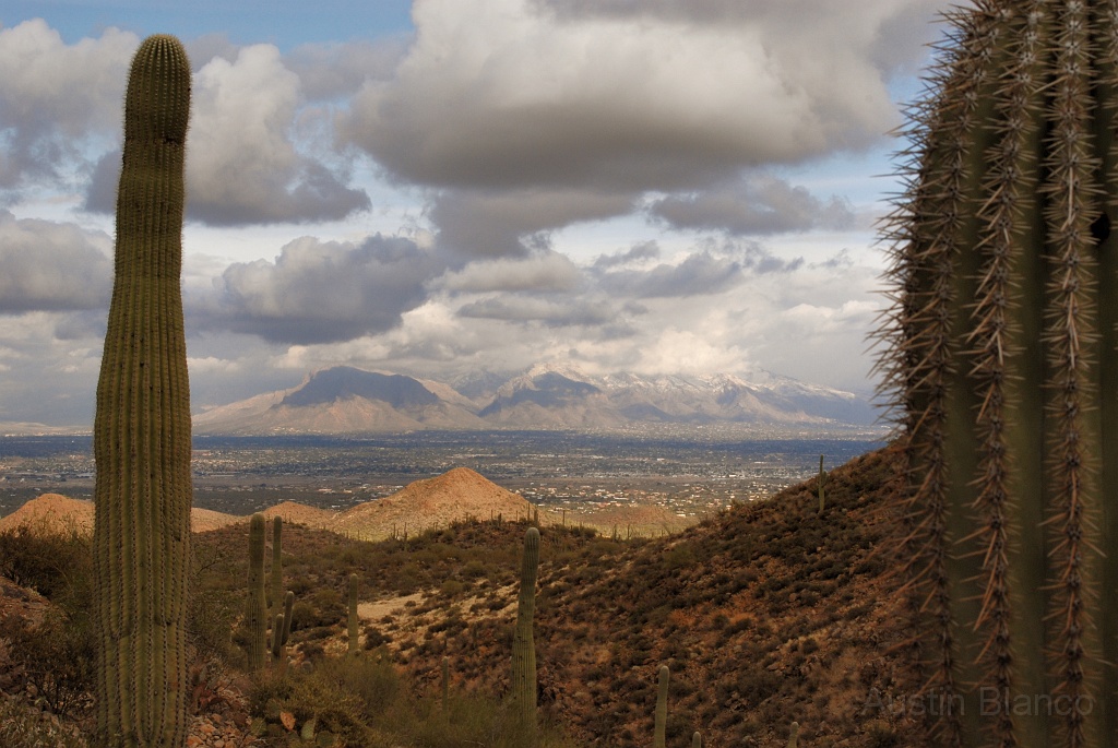 Catalinas from Wasson Trail.jpg